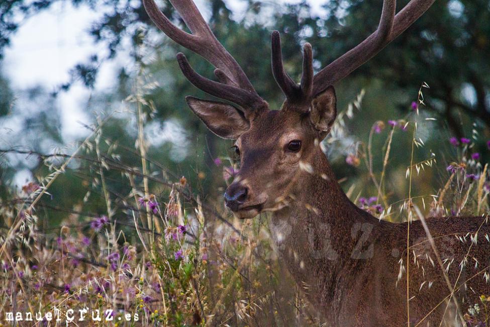 Ciervo rojo (Cervus elaphus)